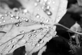 bw05_5677.JPG