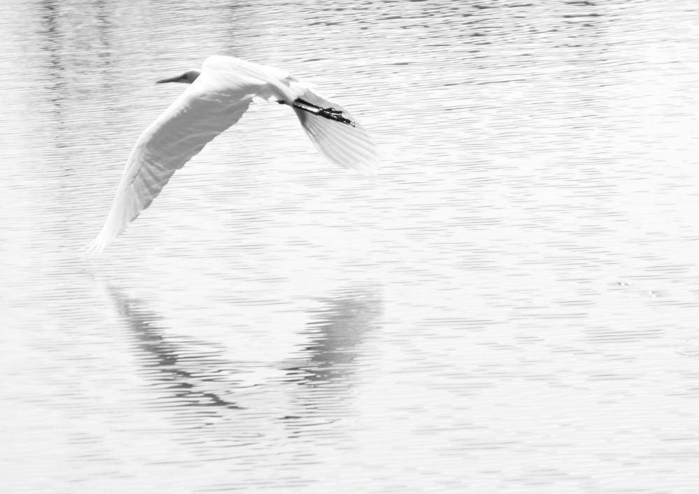 bw06_4597.JPG