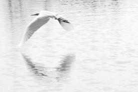 bw06_7238.JPG