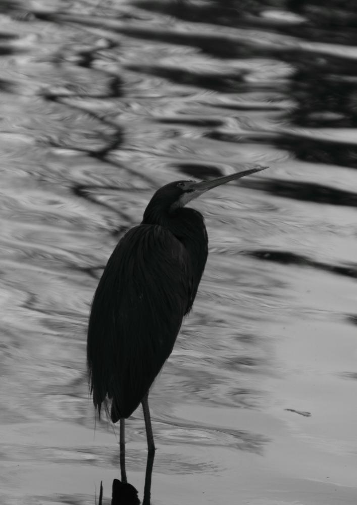 bw08_6559.JPG