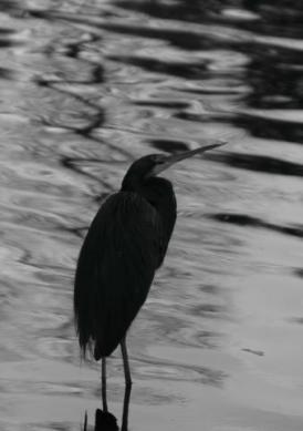 bw08_9054.JPG