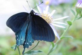 creature01_5328.JPG