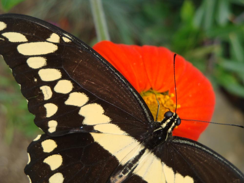 creature03_8042.JPG