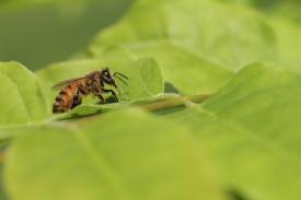 creature04_2989.JPG