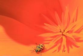 creature05_1209.JPG