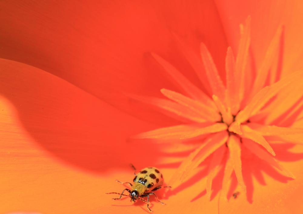 creature05_7756.JPG