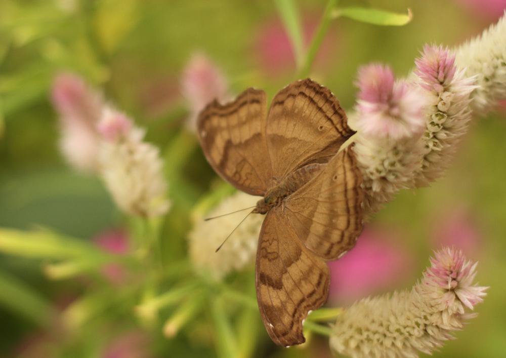 creature06_2735.JPG