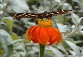 creature07_6595.JPG