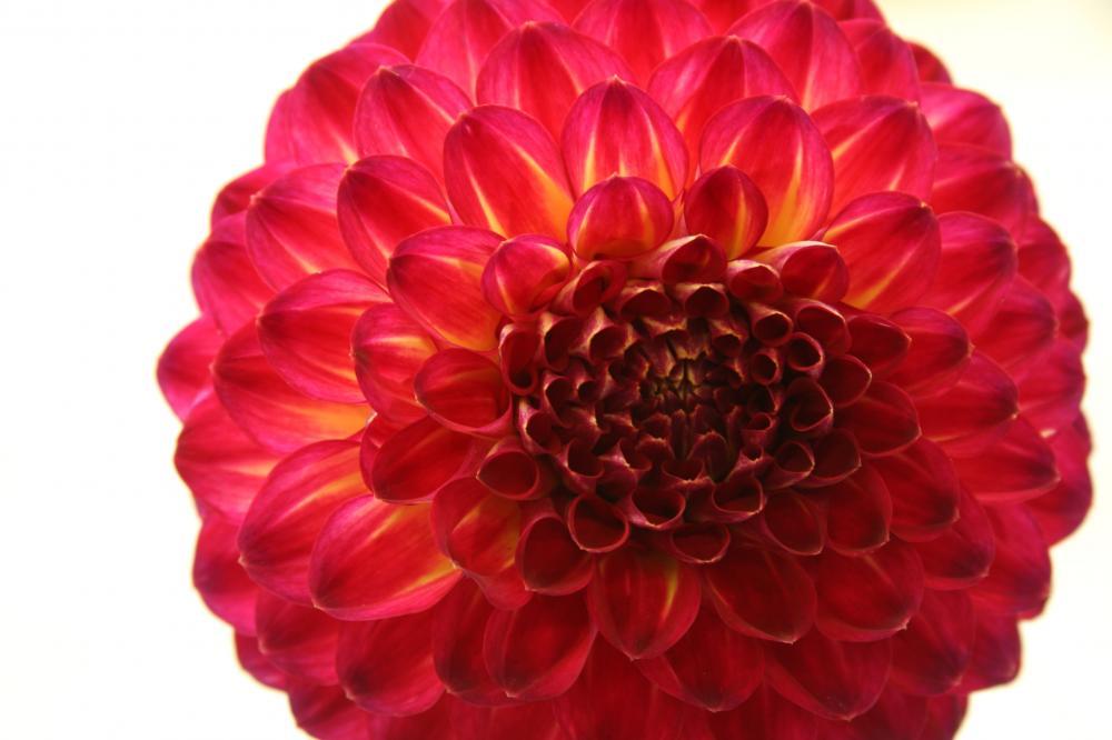 dahlia01_9796.JPG