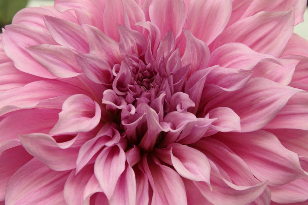 dahlia02_6255.JPG