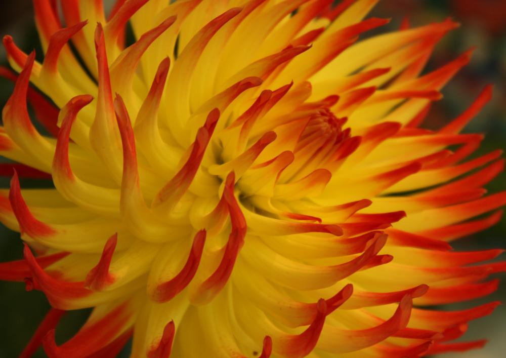 dahlia03_7084.JPG