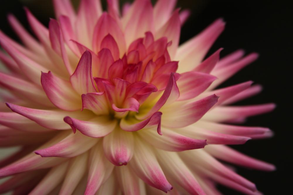 dahlia04_4876.JPG