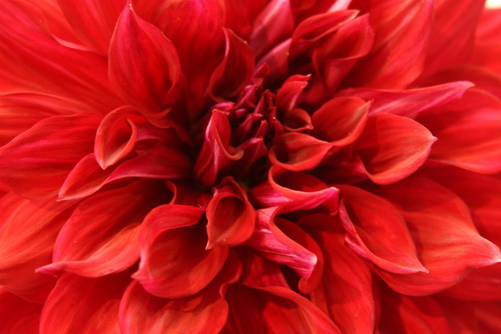 dahlia05_2663.JPG