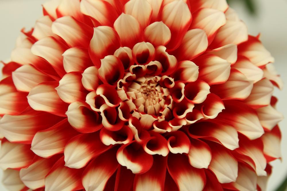 dahlia06_2712.JPG
