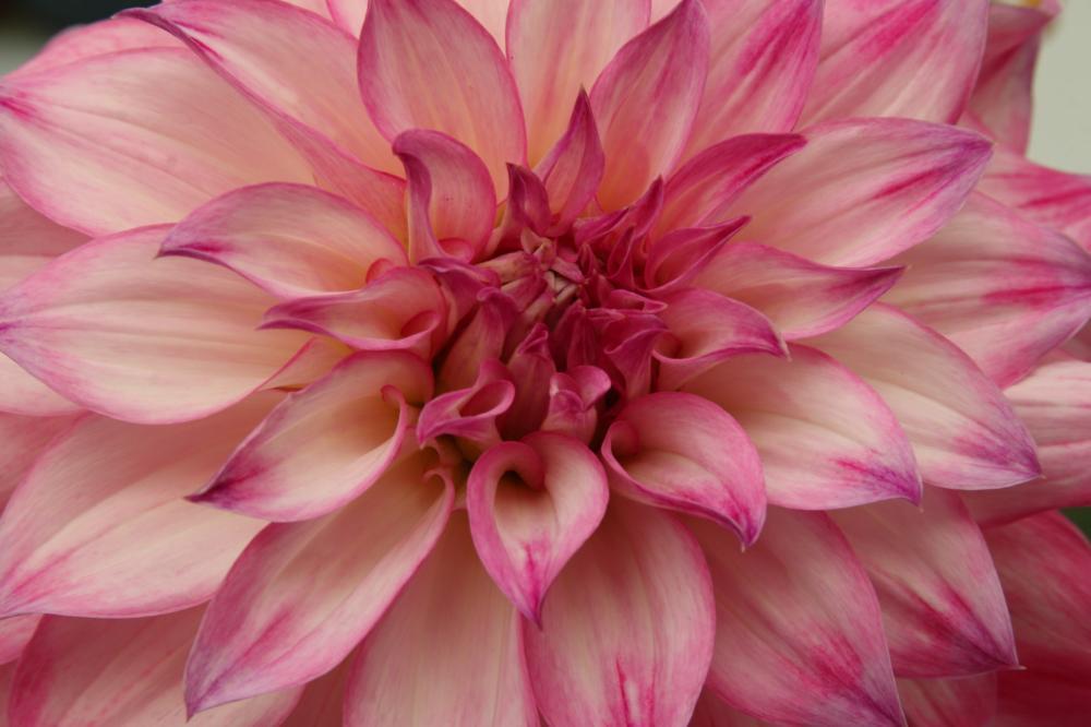 dahlia07_8419.JPG