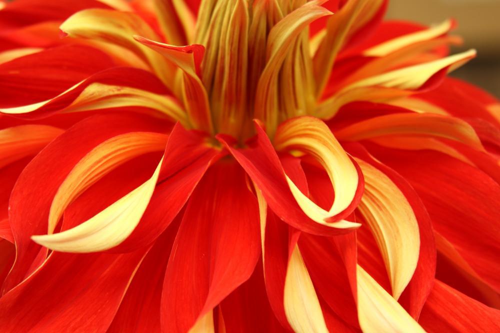 dahlia08_8202.JPG