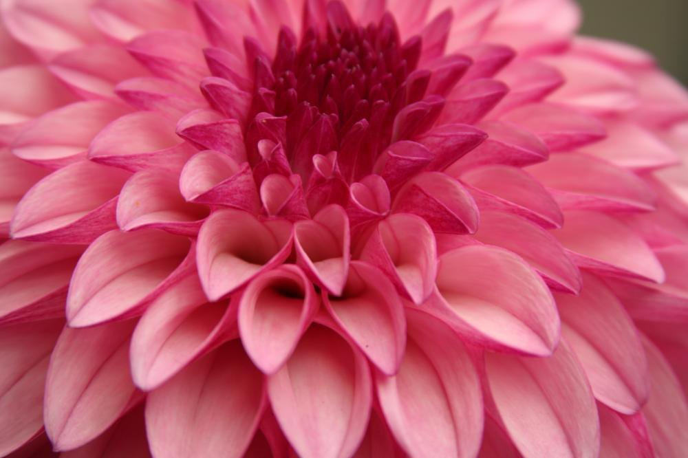 dahlia09_1927.JPG