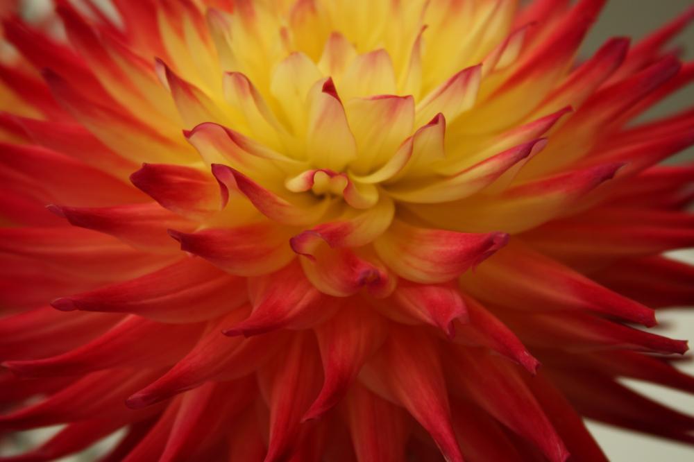 dahlia10_9164.JPG
