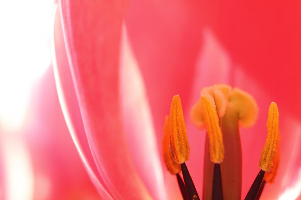 flowers01_1747.jpg