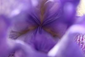 flowers02_5594.JPG