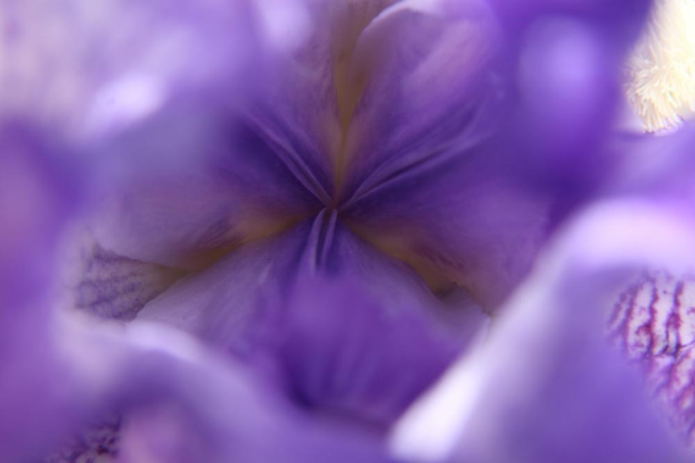 flowers02_6309.JPG