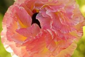flowers03_1431.JPG