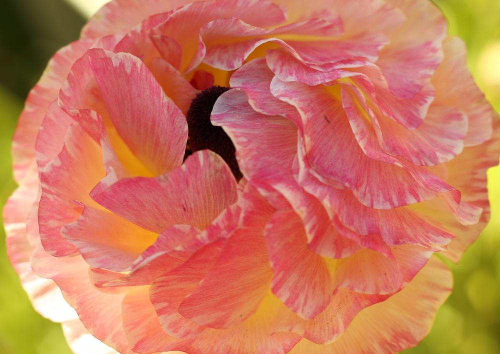 flowers03_8325.JPG