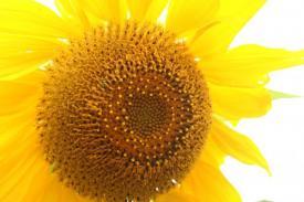 flowers04_3884.JPG