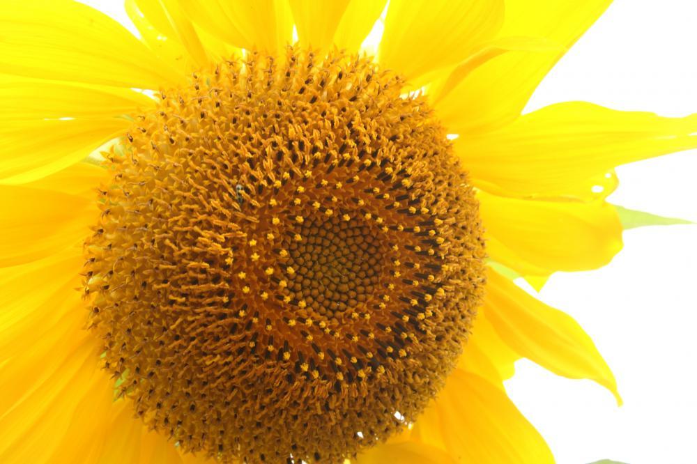 flowers04_9306.JPG