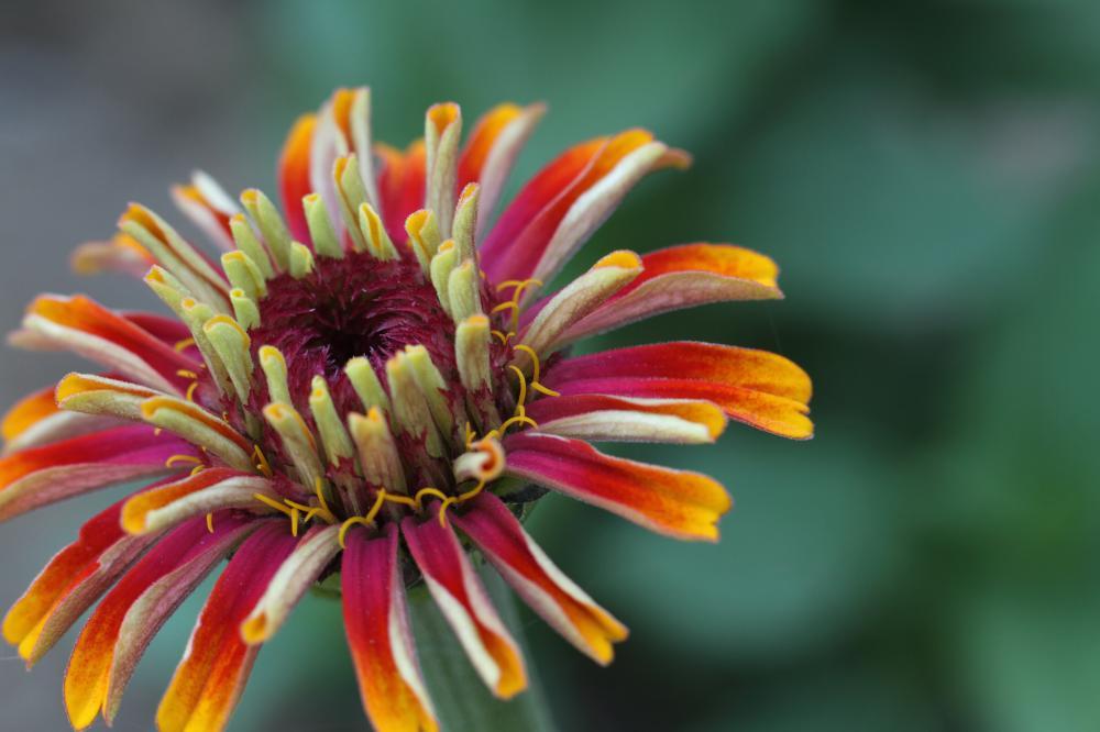 flowers05_8960.JPG