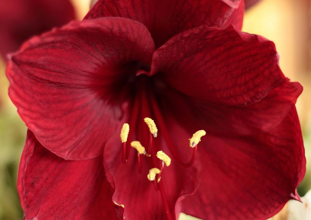flowers06_3638.JPG