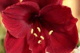 flowers06_5819.JPG