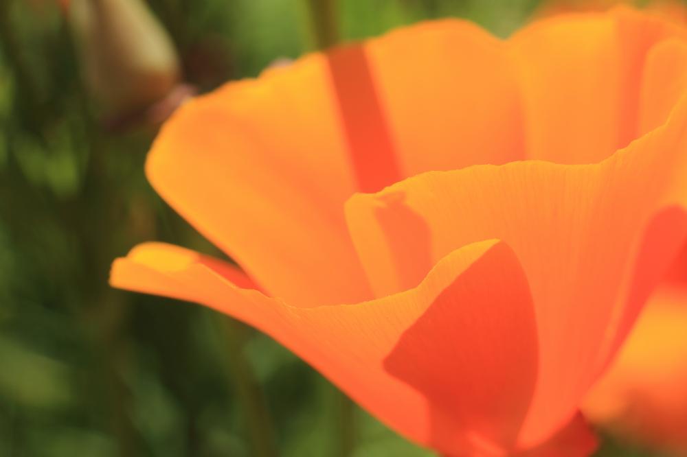 flowers07_9356.JPG