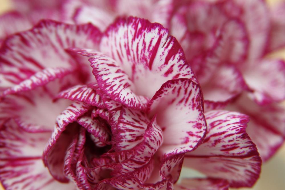 flowers08_7824.JPG