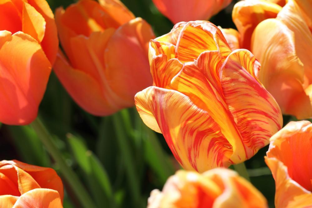 flowers09_3223.JPG