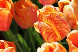 flowers09_6879.JPG