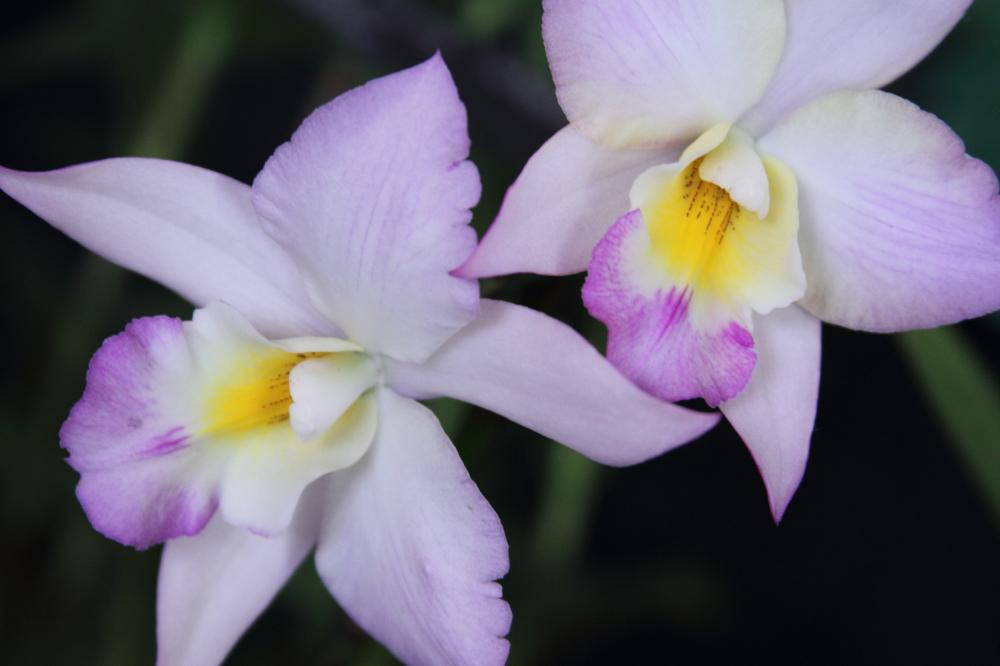 flowers10_7264.JPG