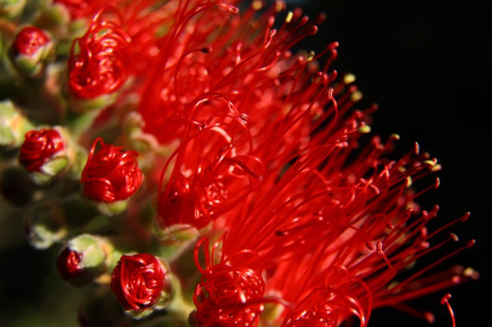 flowers11_4491.JPG