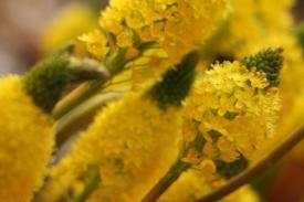 flowers12_3553.JPG