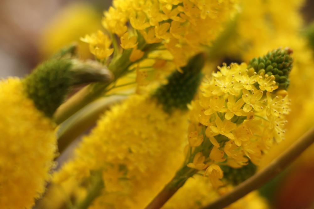 flowers12_9365.JPG