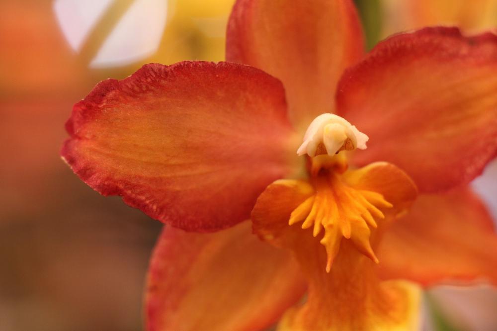 flowers13_8513.JPG