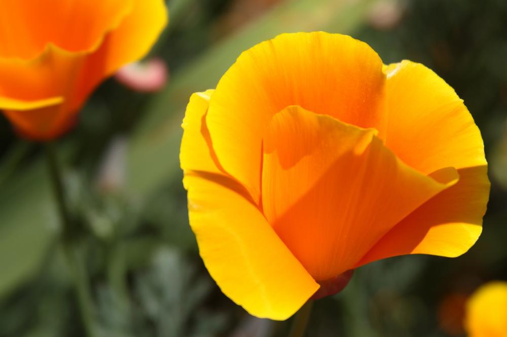 flowers14_9210.JPG