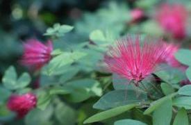 flowers15_2583.JPG