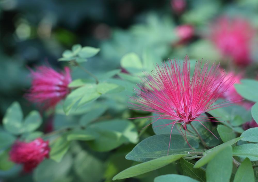 flowers15_4307.JPG