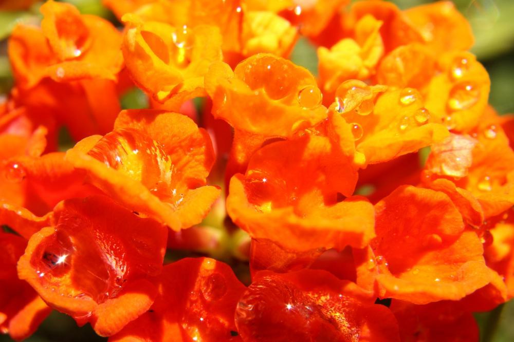 flowers16_5902.JPG