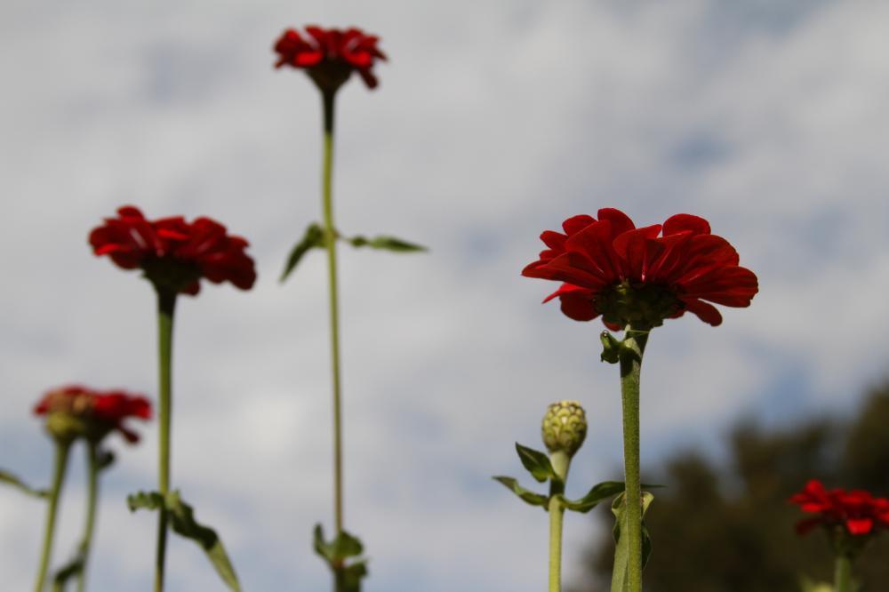flowers17_5986.JPG
