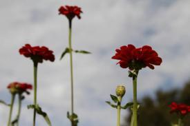 flowers17_7768.JPG