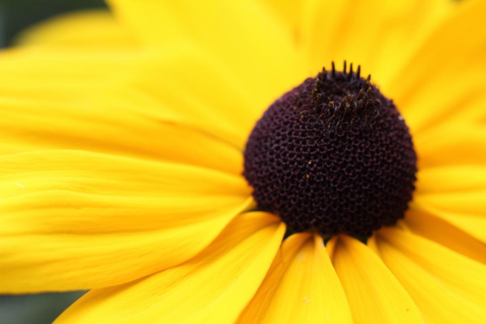 flowers18_8857.JPG