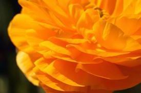 flowers19_1694.JPG