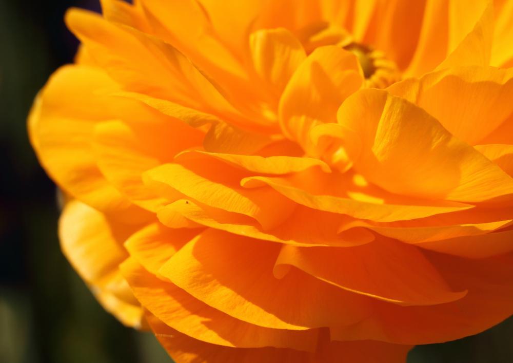 flowers19_2341.JPG
